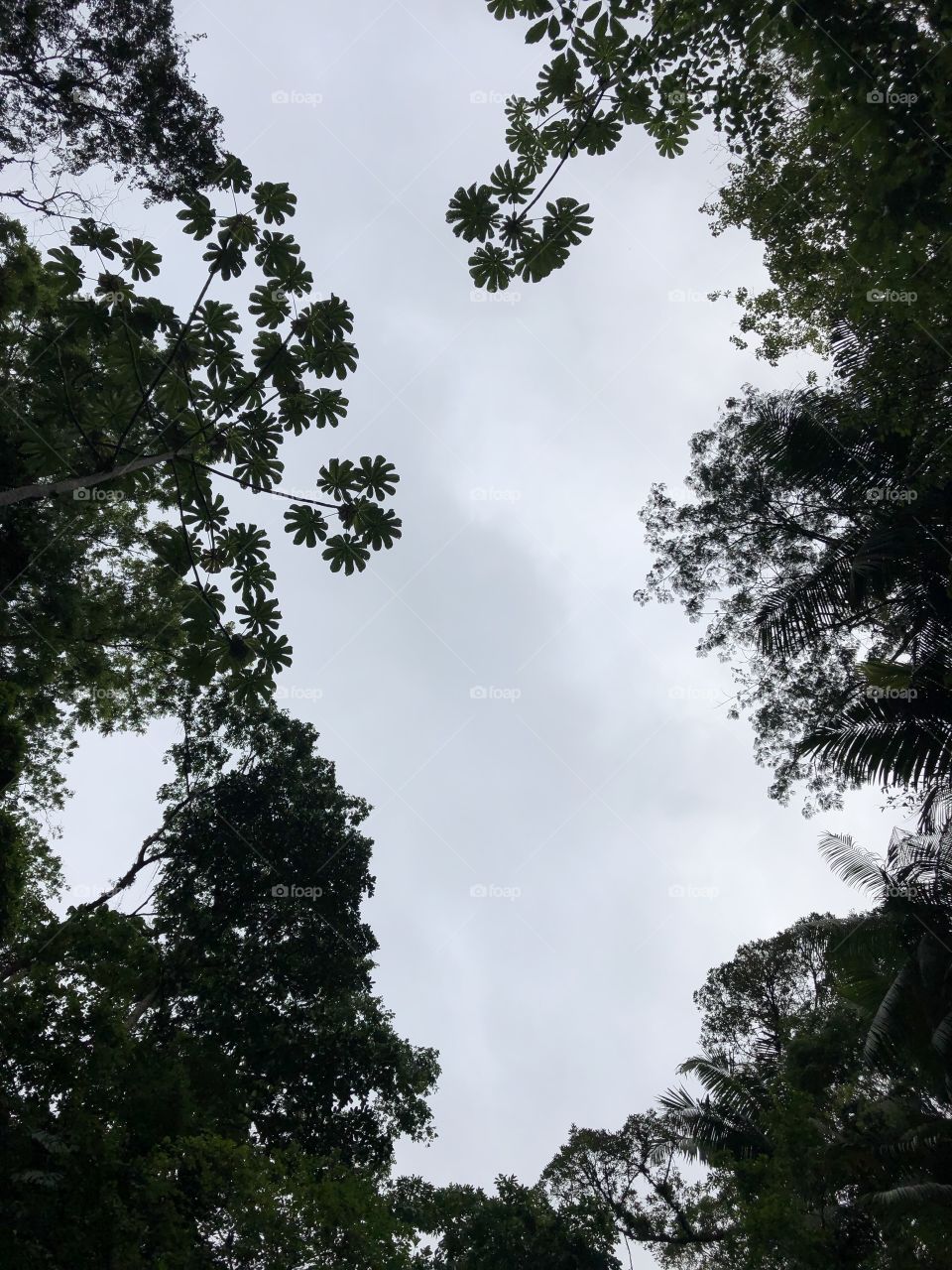 Céu com árvores