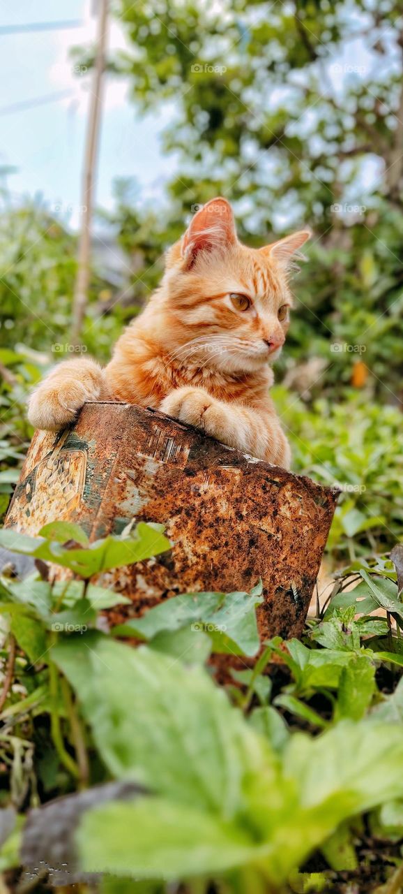 cat playing in the yard