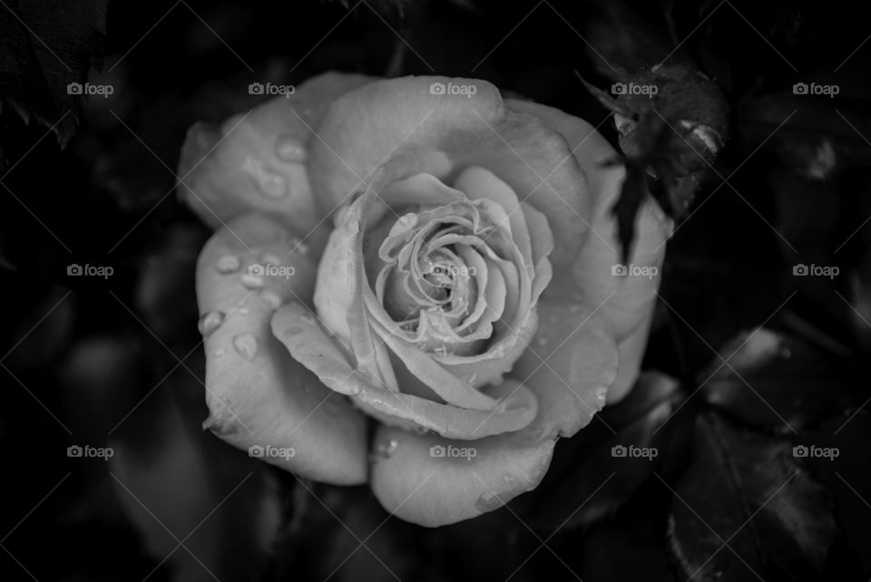 The colourless Rose, is it any less beautiful than a coloured Rose? The beauty is still the same its simply our perception of the beauty that deems it different.