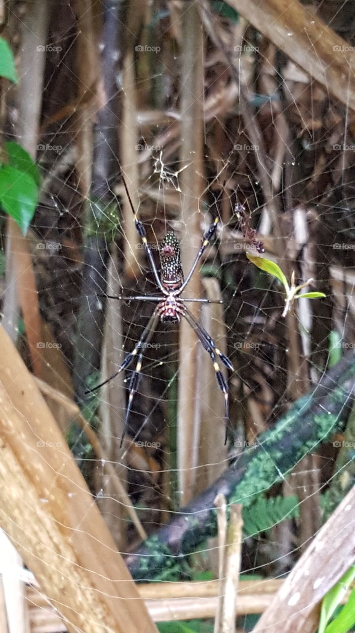 Giant Spider in Costa Rica.