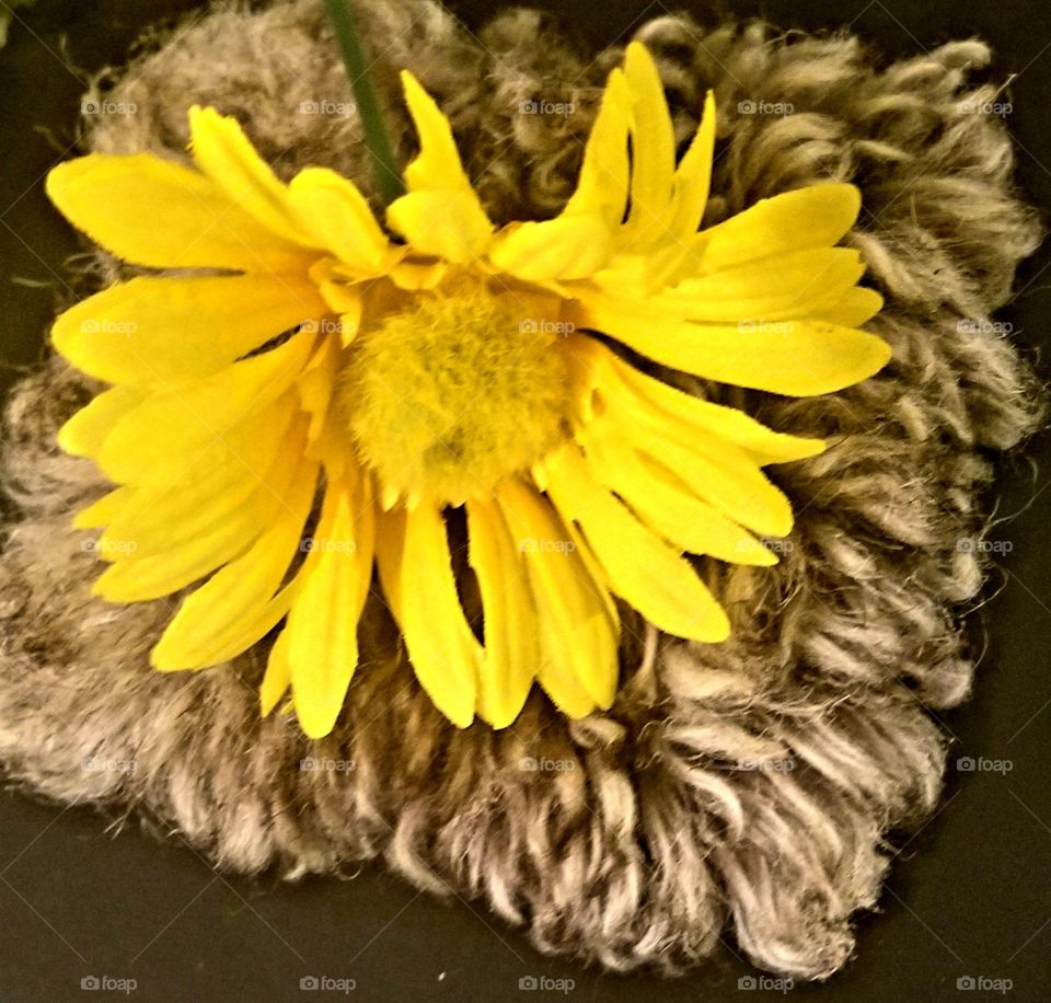Bright yellow flower with gray background