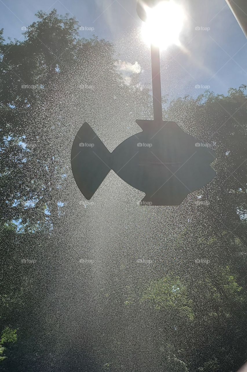 fish out of the water