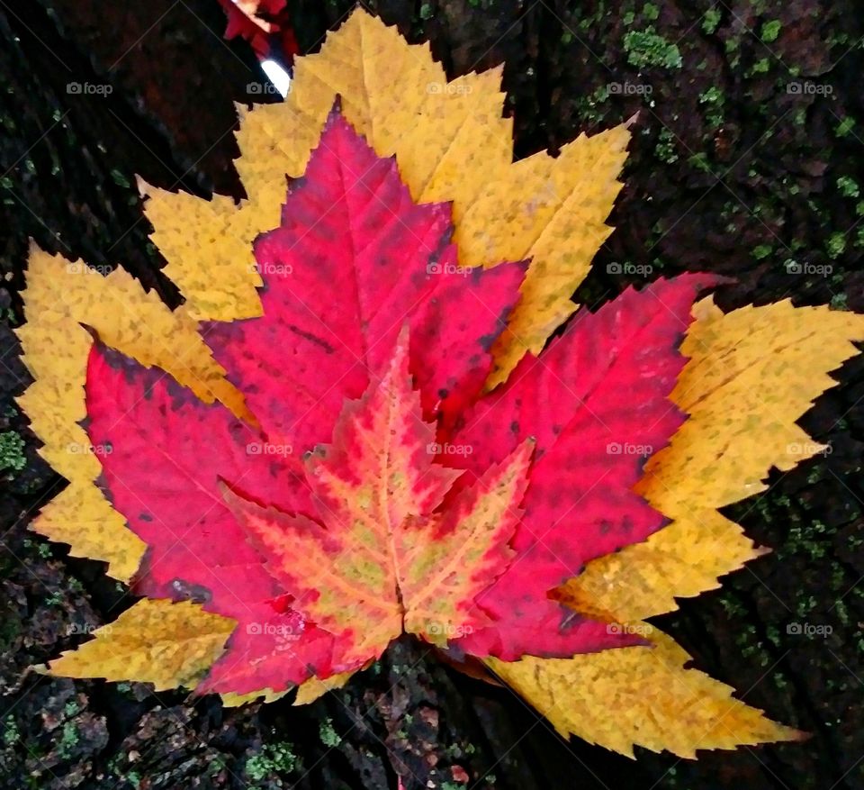 Trio of autumn leaves