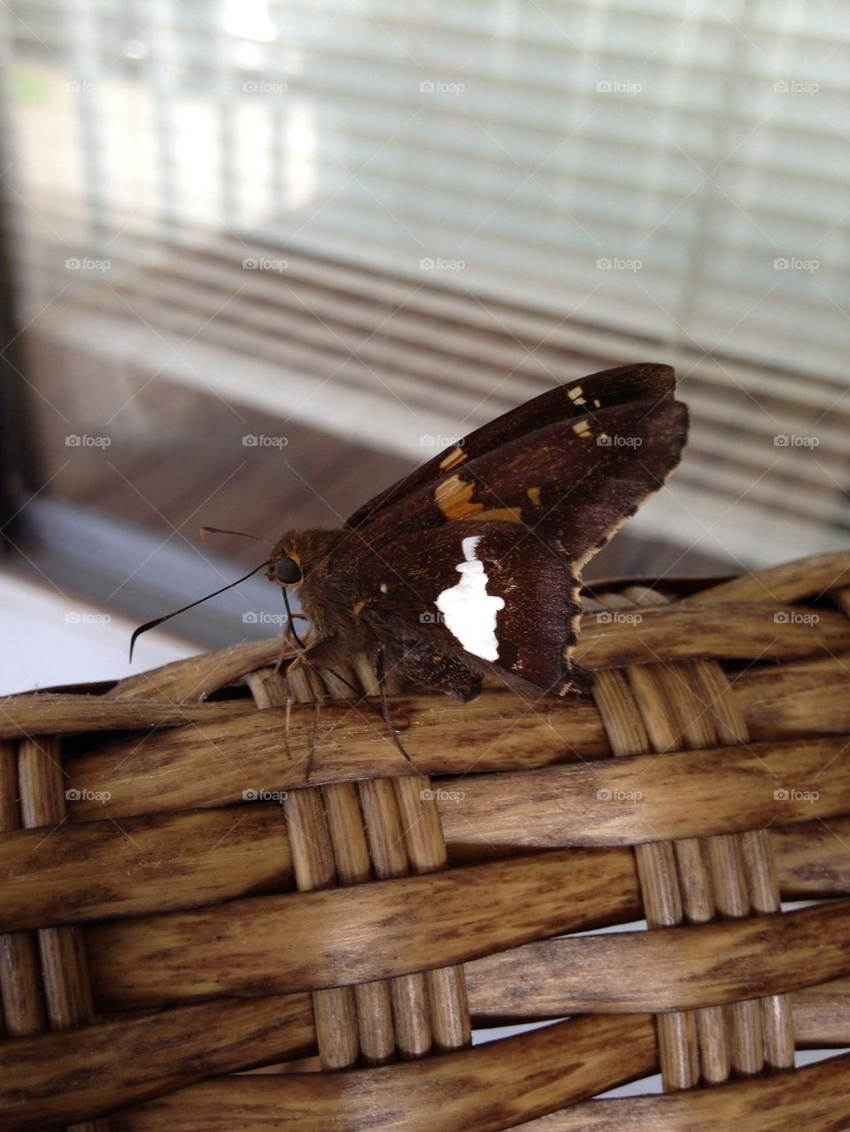 Close-up of brown butterfly