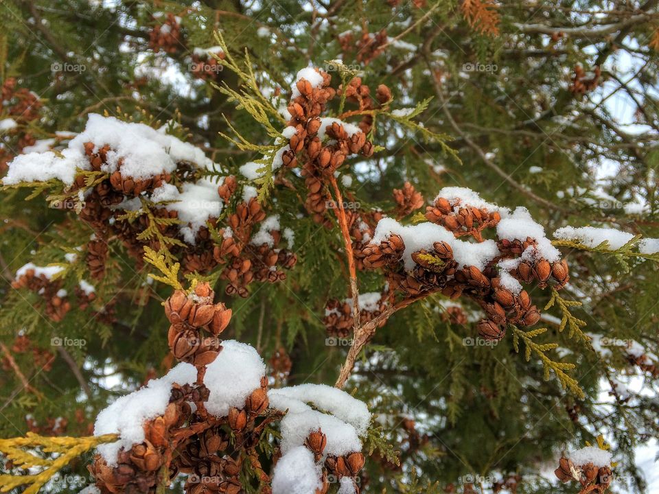 Pine branch in snow