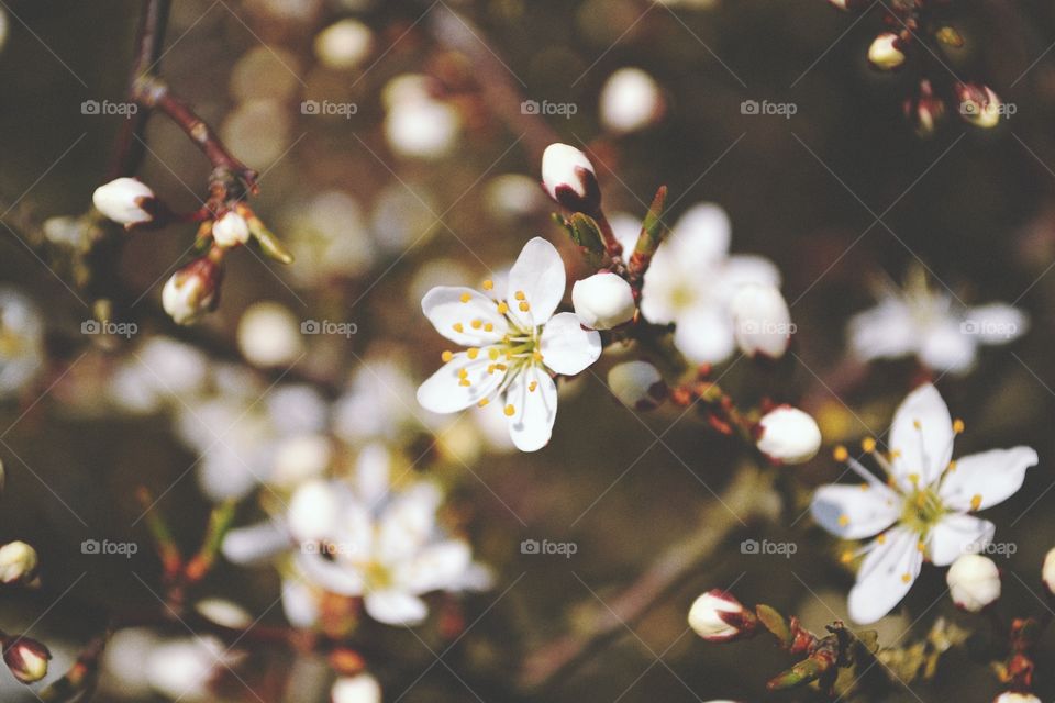 Flower, Apple, Nature, Tree, Branch