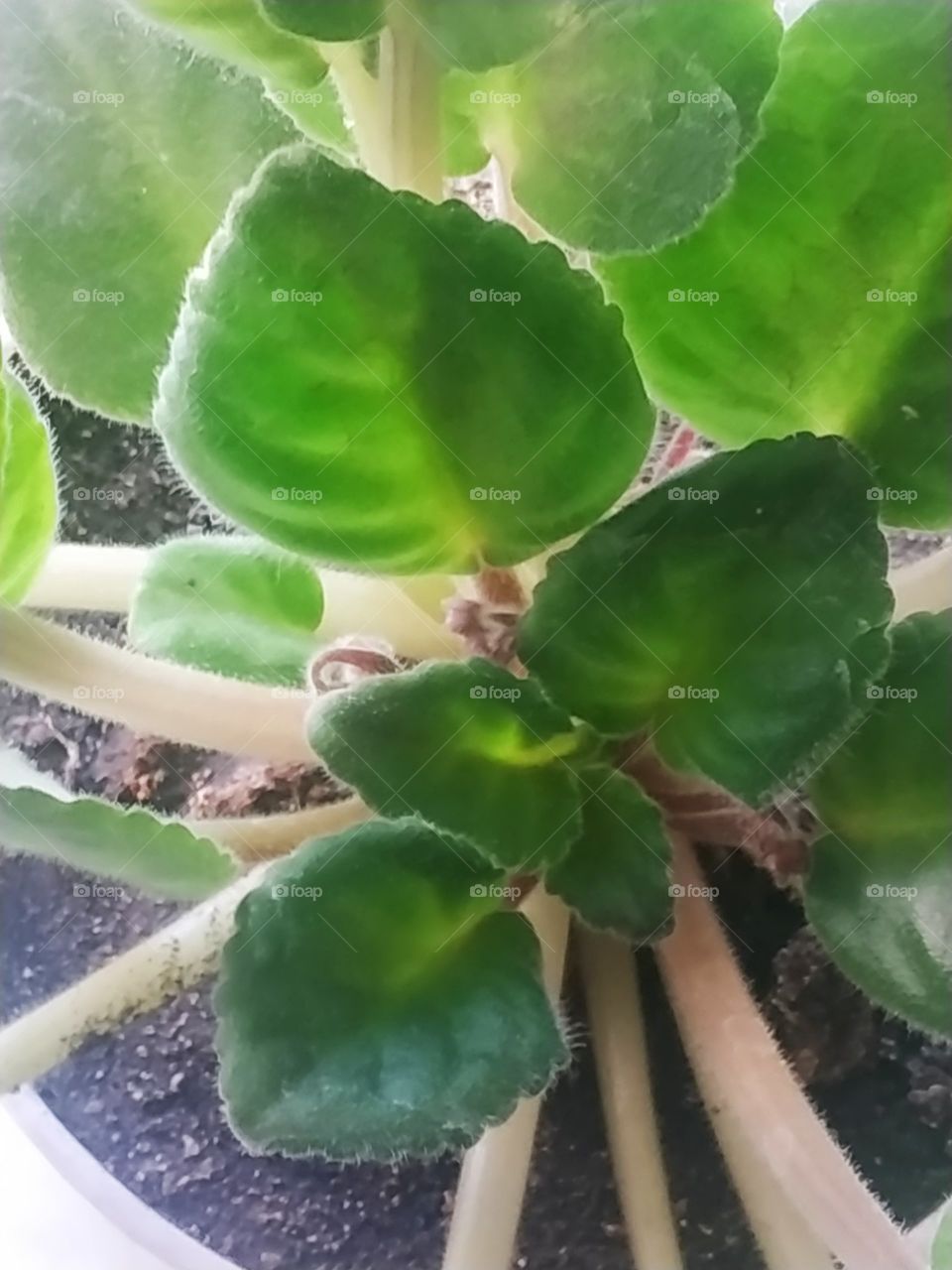 цвету и пахну