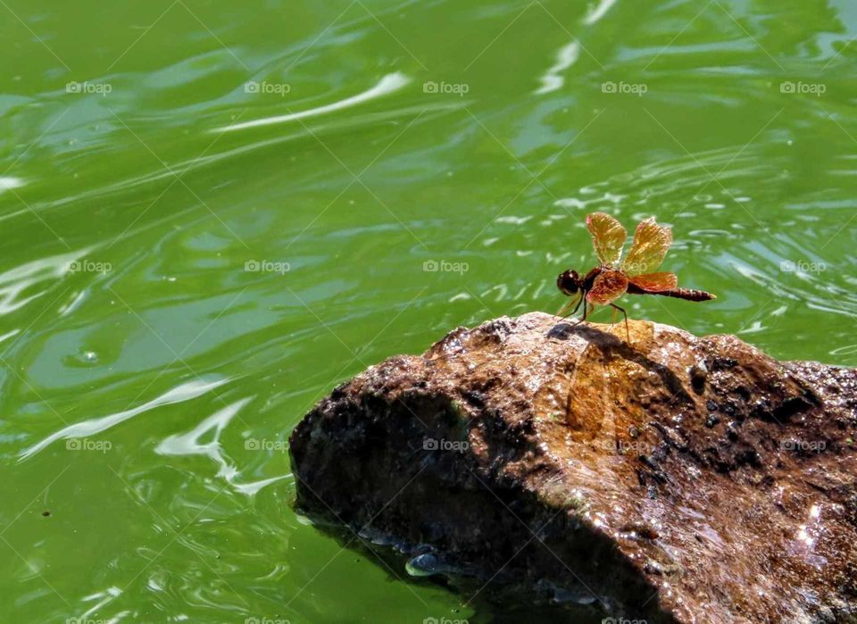 Vibrant Orange Dragonfly Resting on Rocks Near Water "Orange Me Crazy #2"