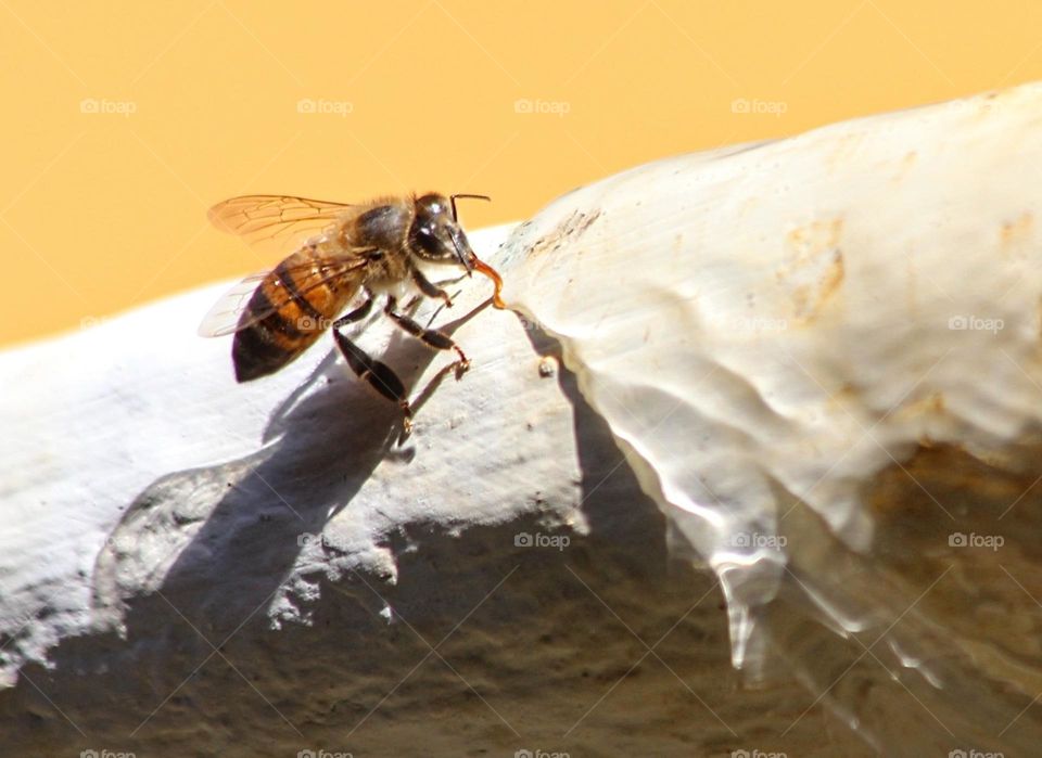 Abeja saciando la sed
