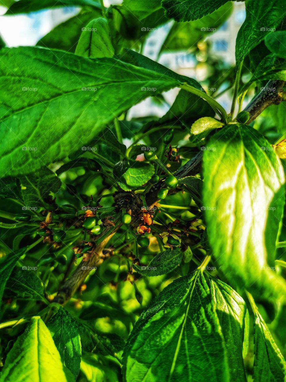 Forest day outdoor nature greens wild forest greens sky clouds moody