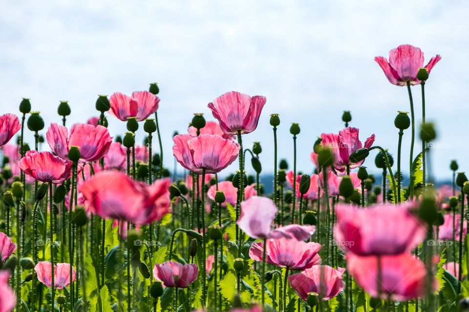 poppy flowers