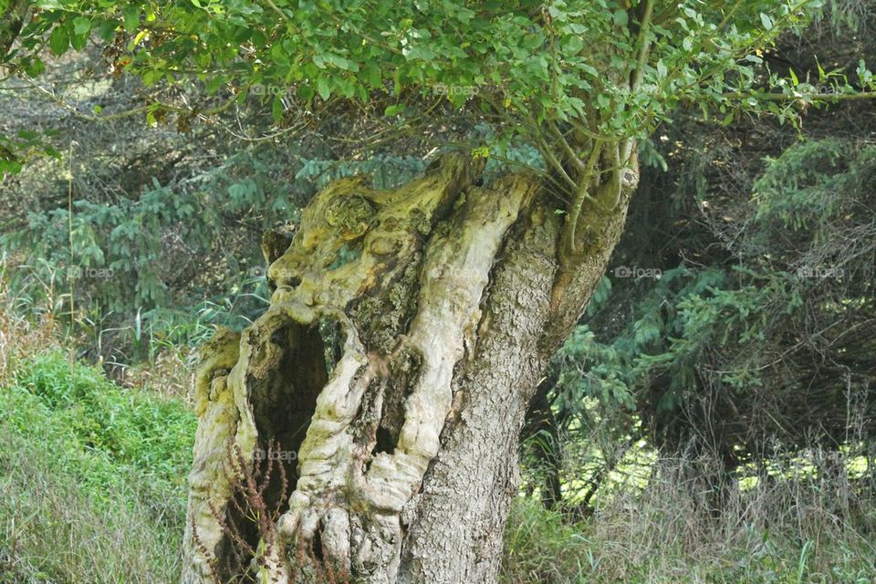 branch alive in hollow tree