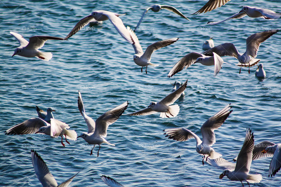 dance of the seagulls