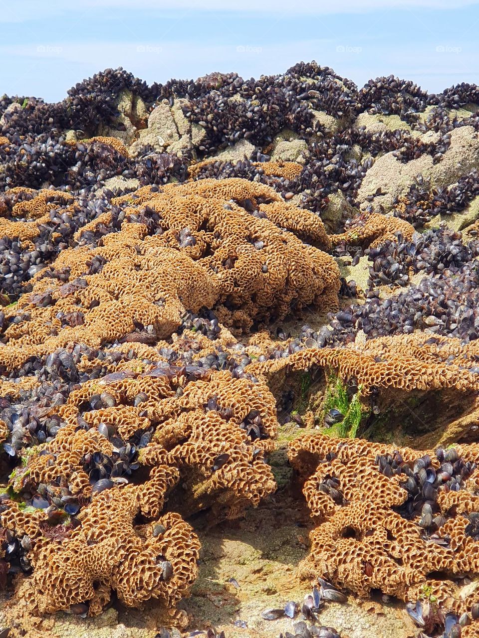 Mussel beds