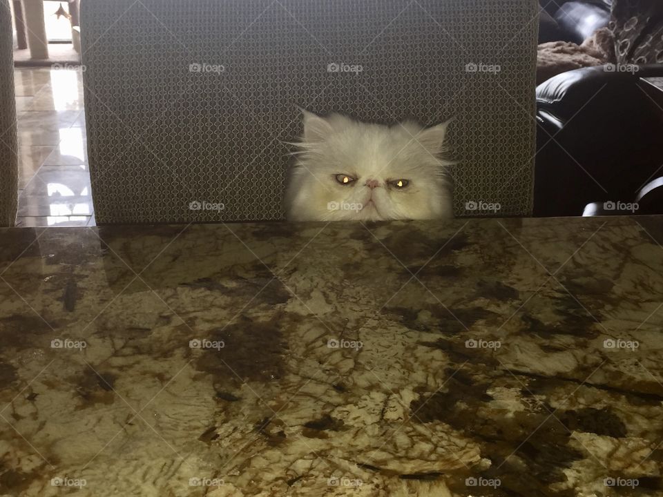 Where is my Breakfast Gizmo the Persian 