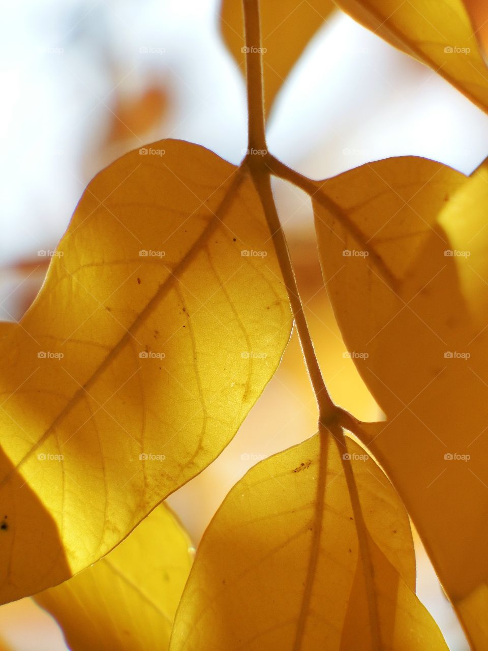 Yellow fall leaves 6. A close up of yellow fall leaves with the sunlight shining through.
