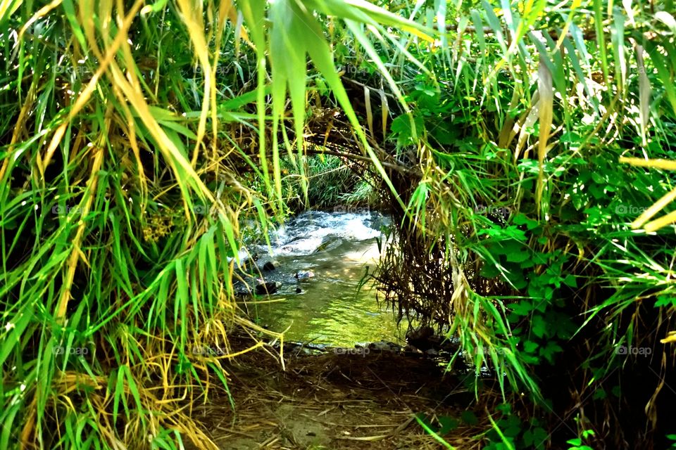 river in the nature behind a tunnel of reed