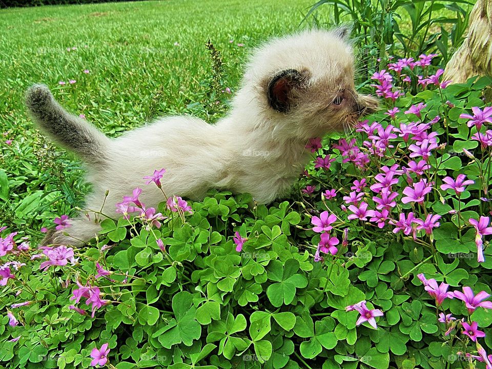 adorable siamese kitten smelling flowers