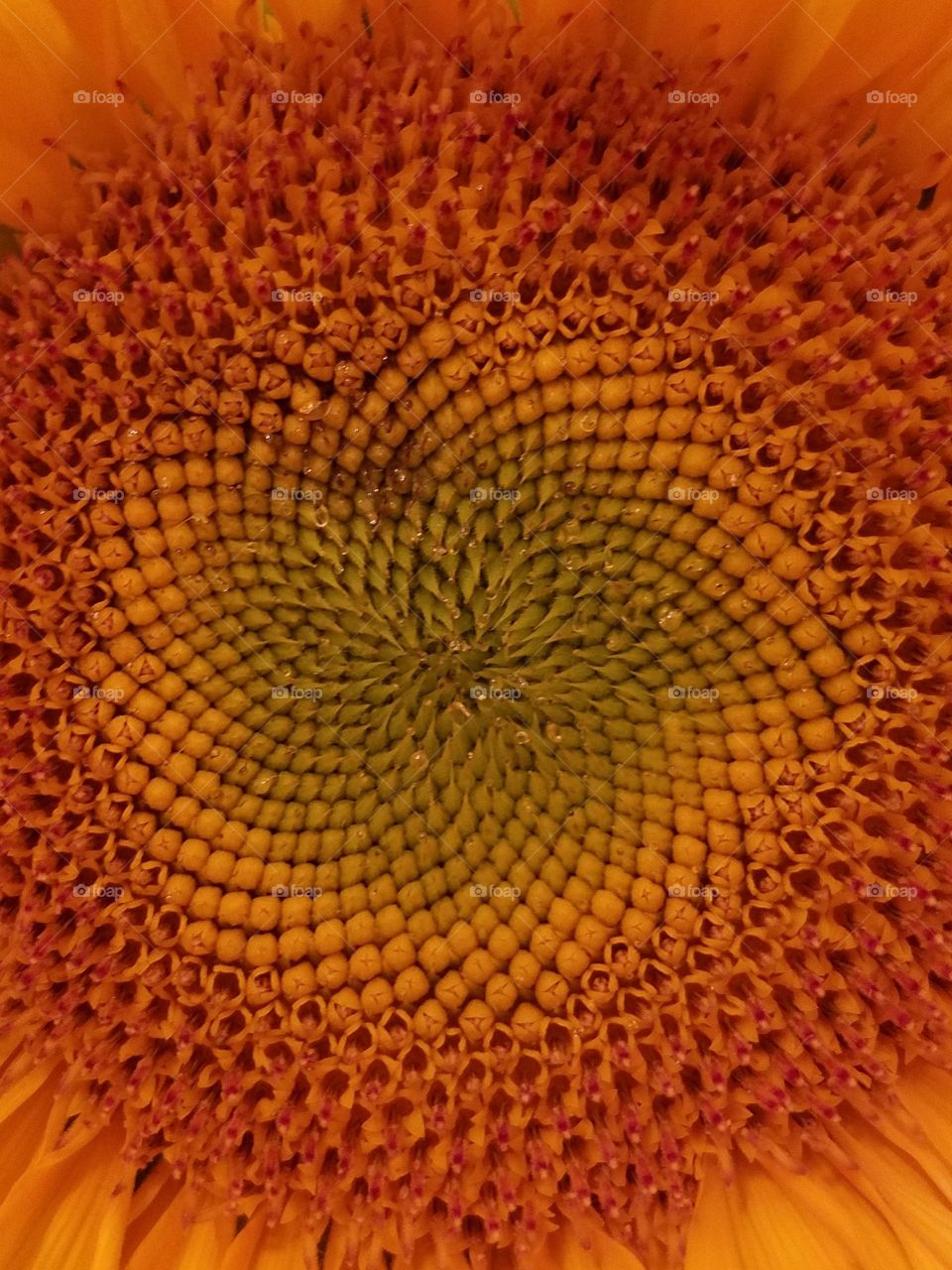 Sunflower Close Up