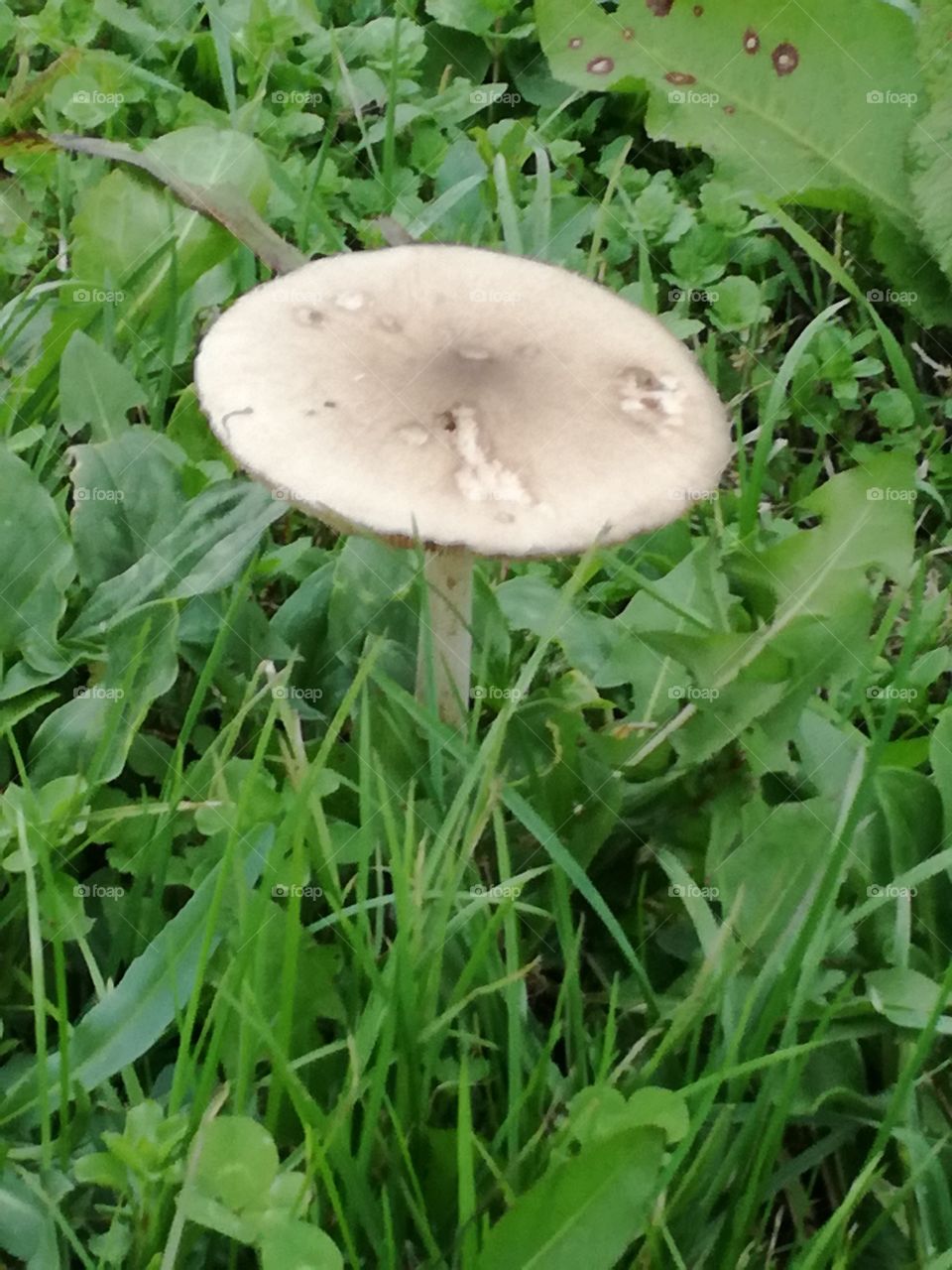 Mushroom