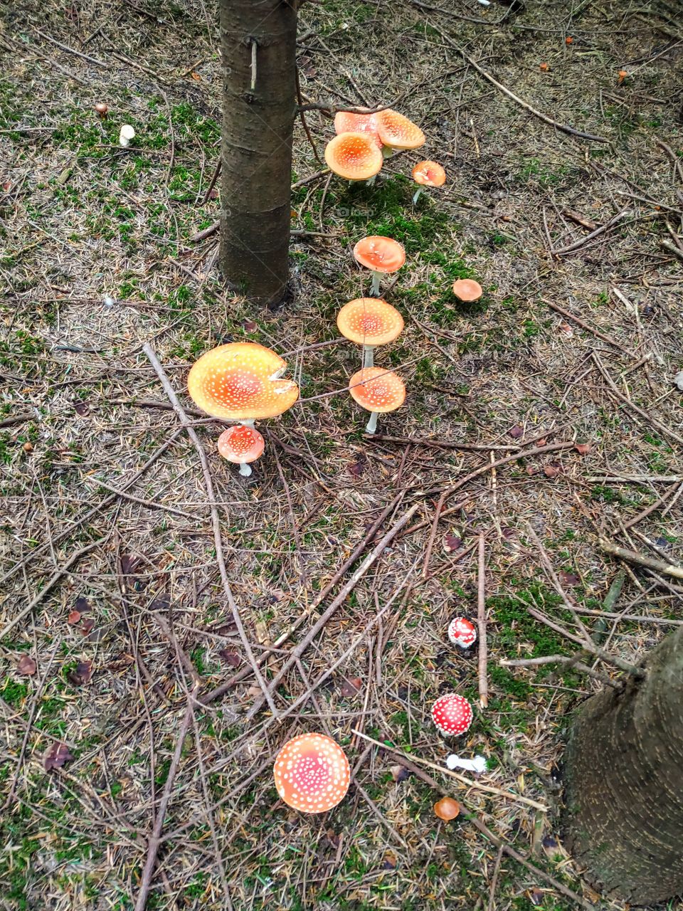 The family of fly agarics