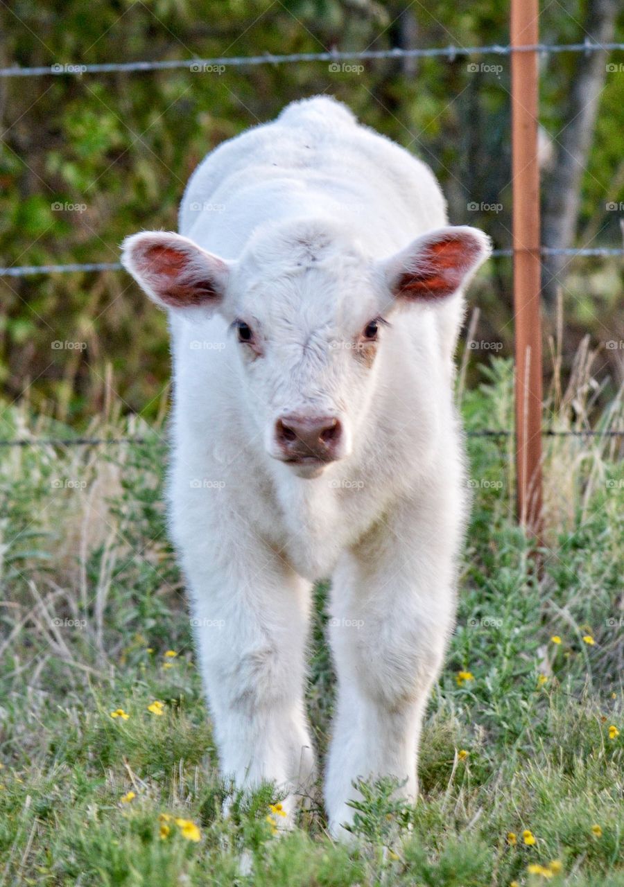 2 week old purebred shorthorn calf