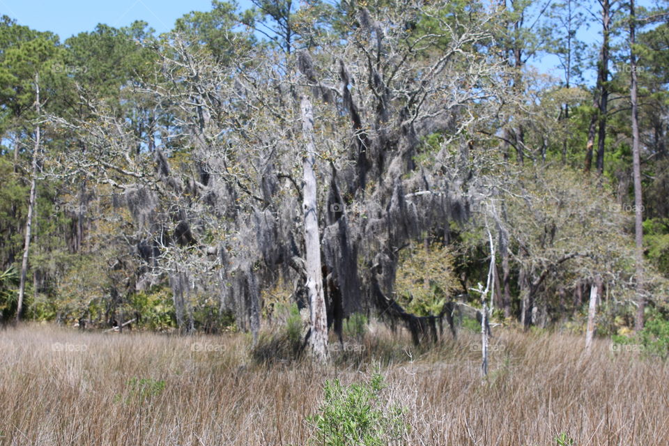 lonely tree & Spanish moss