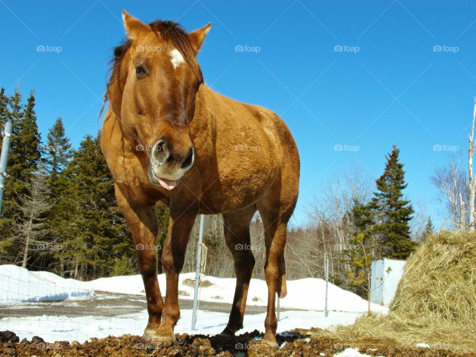 Low angle view of horse