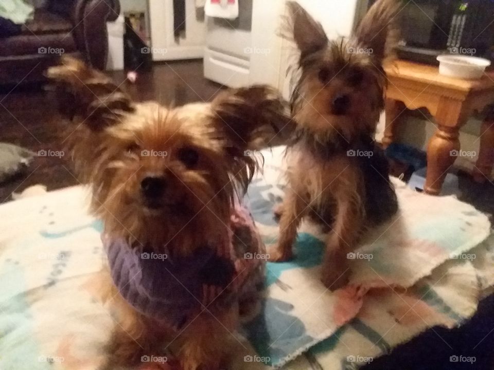 yorkies