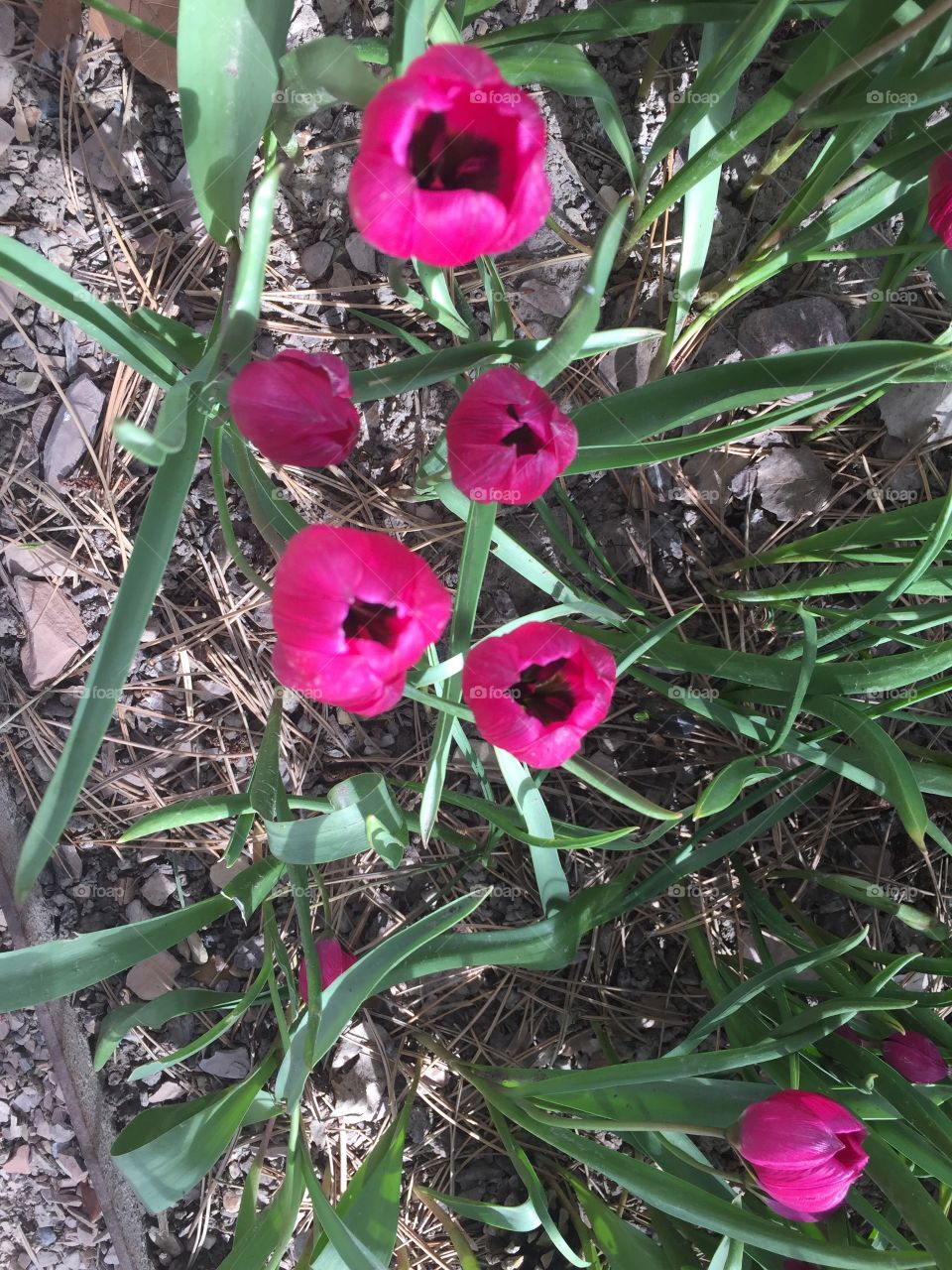 Pink Tulips, Plants, and Grass