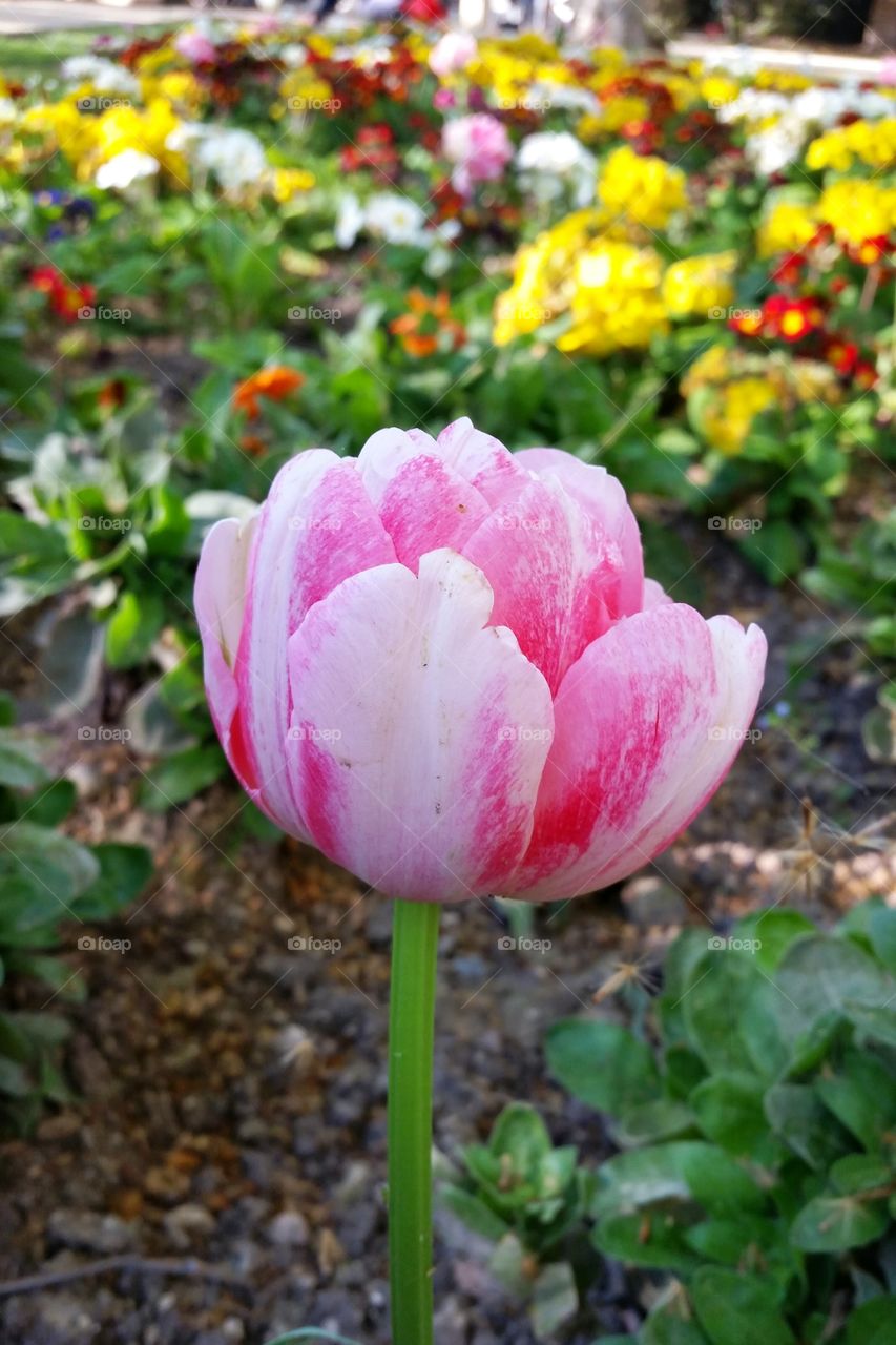 a lovely tulip