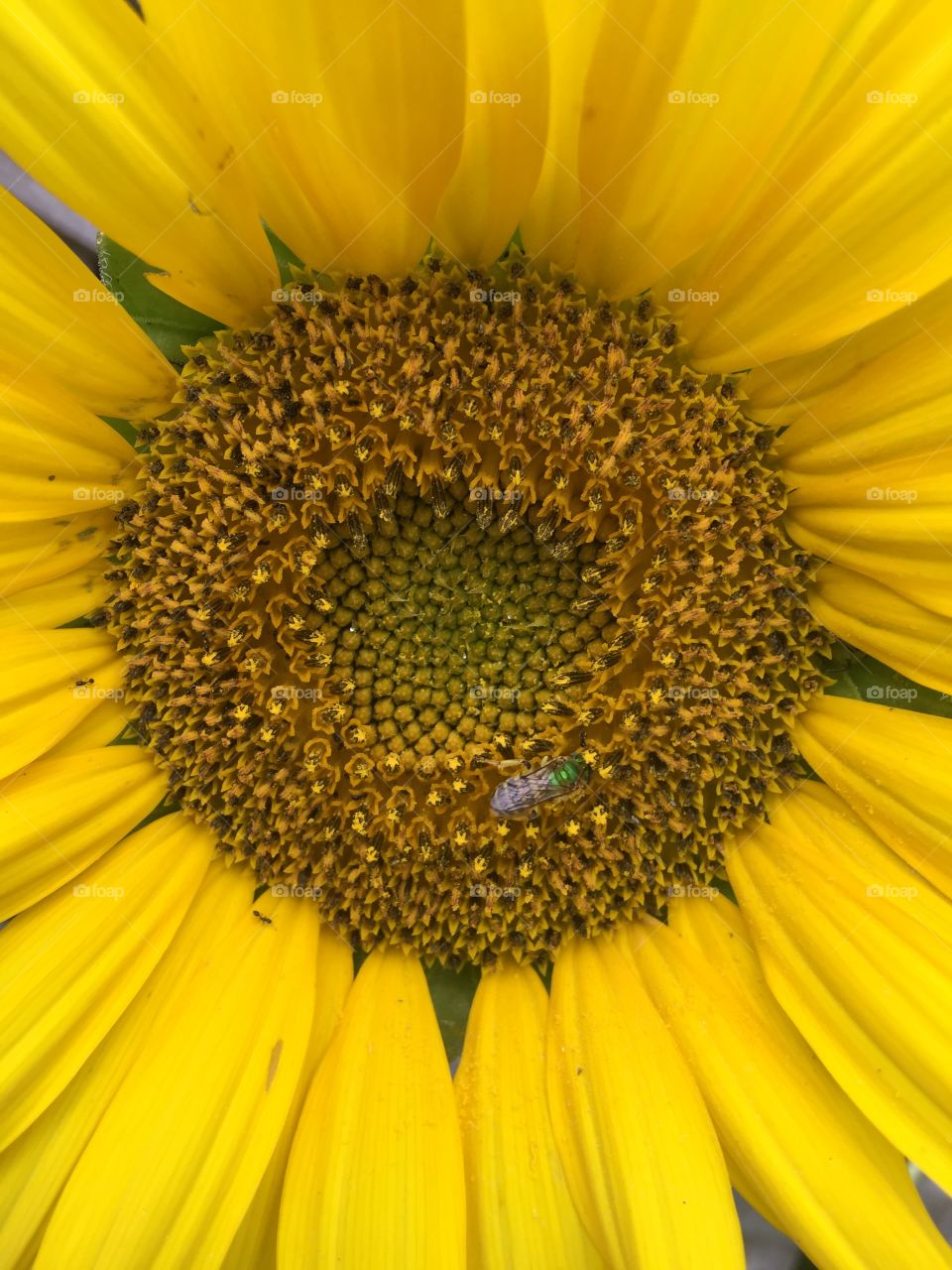 Sunflower 