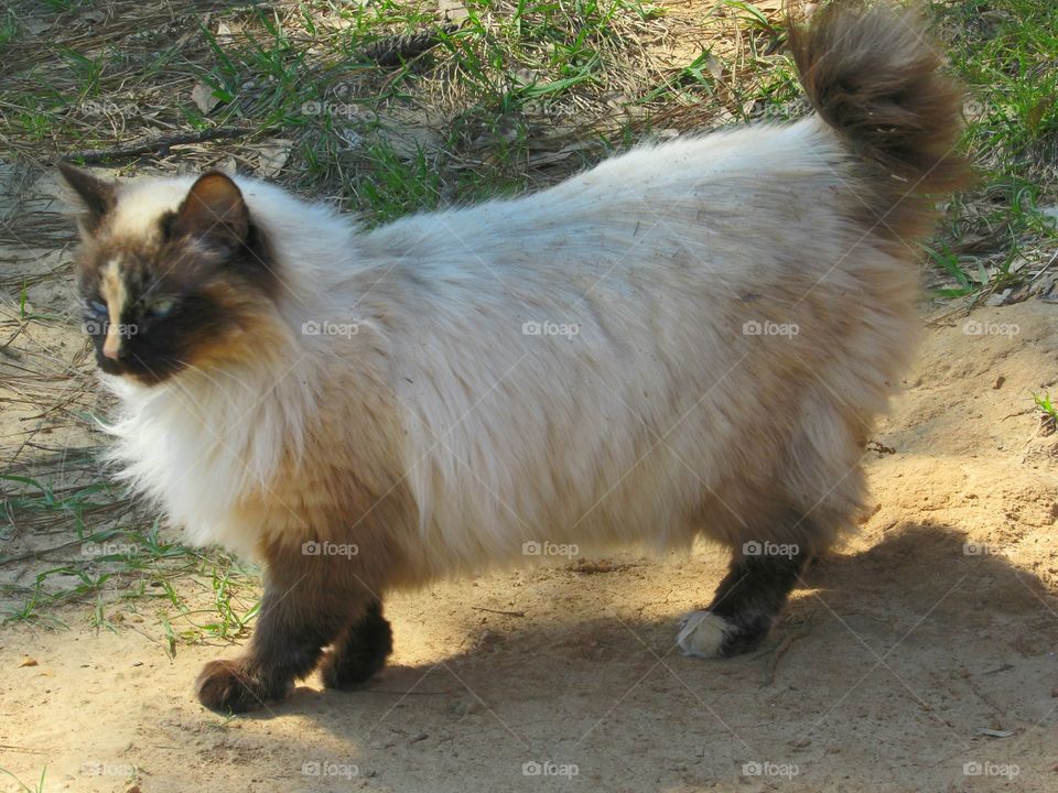 siamese American bobtail manx cat