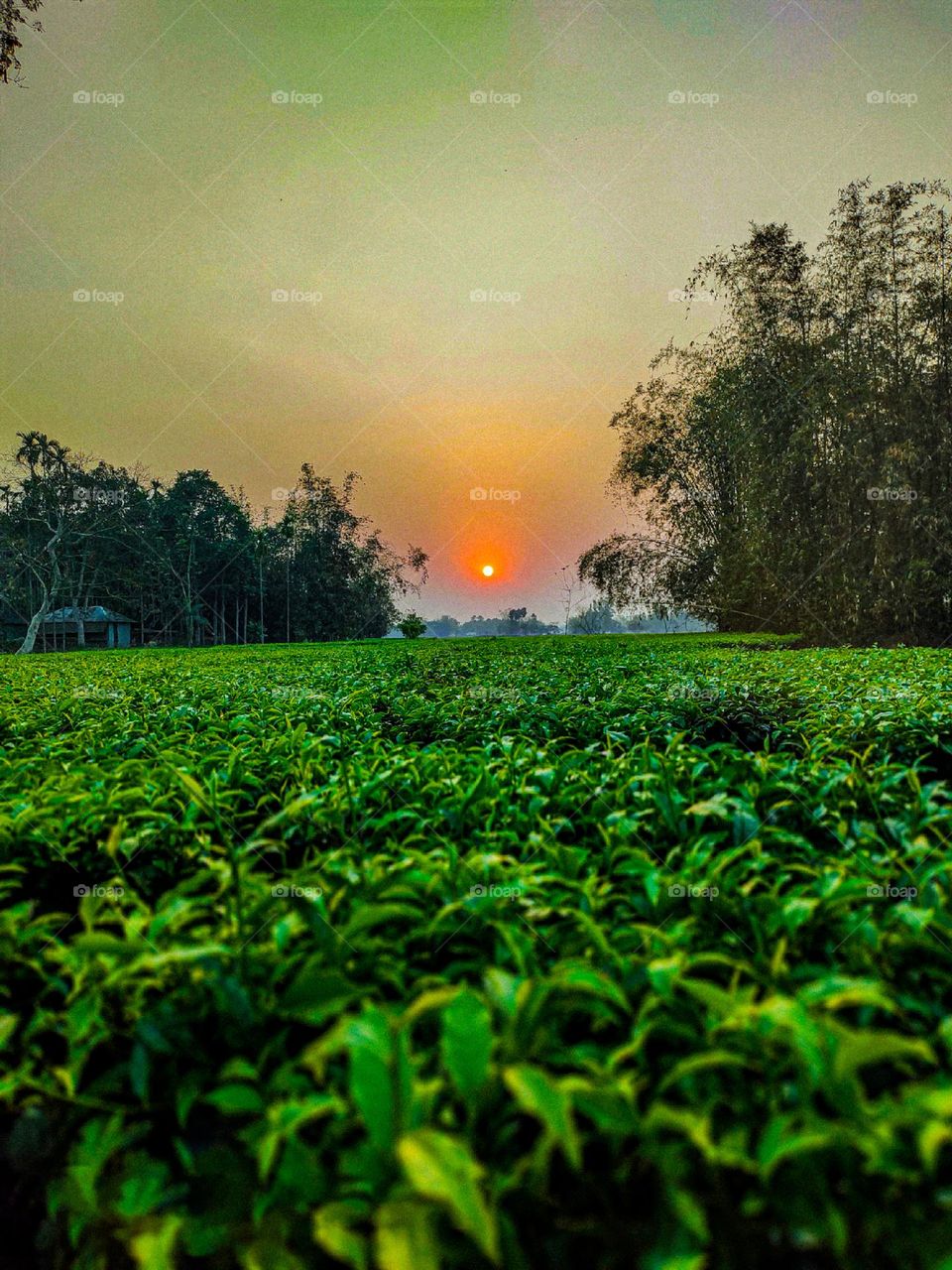 This is a picture of a tea garden. The tea garden is very beautiful.  It looks so beautiful because there is sun above.