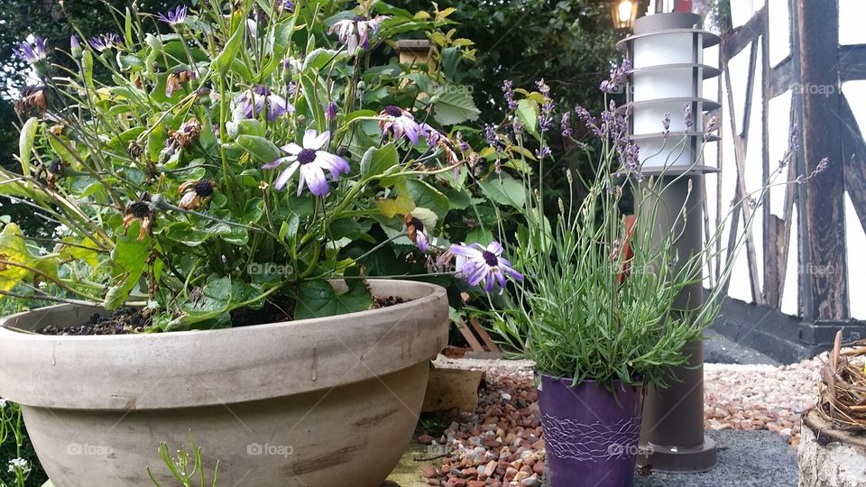 purple flowers in a pot