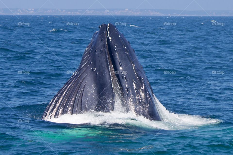 Massachusetts humpback whale, Silva