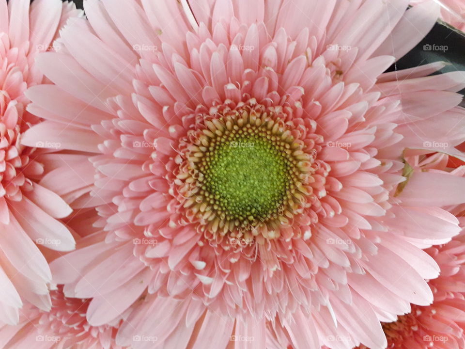 Gerbera
