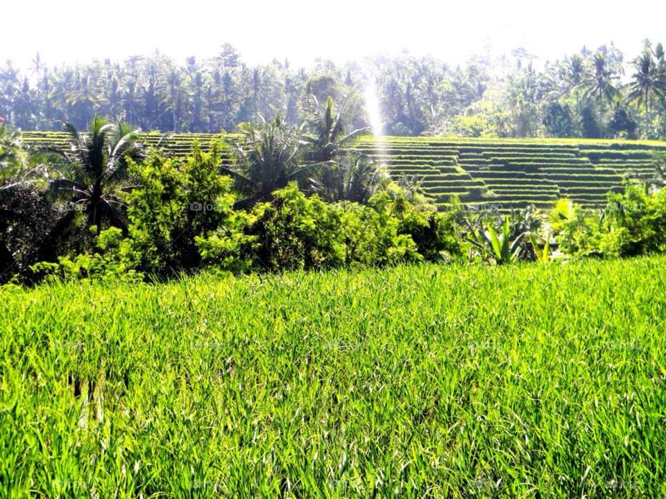 green palm tree sunshine exotic by brunhilda