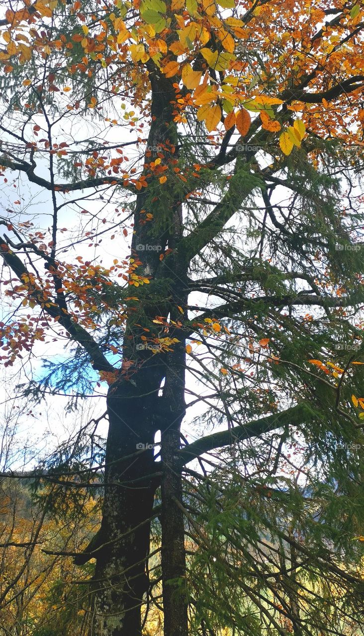 symbiosis... two types of trees decide to live together