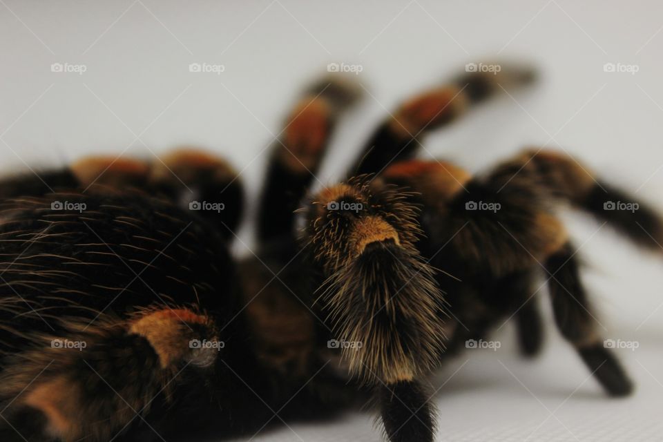 red and black spider on white Background