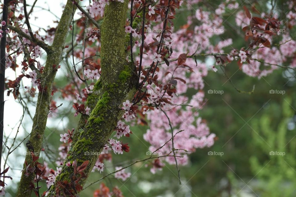 Spring Blossom #cherry blossom 