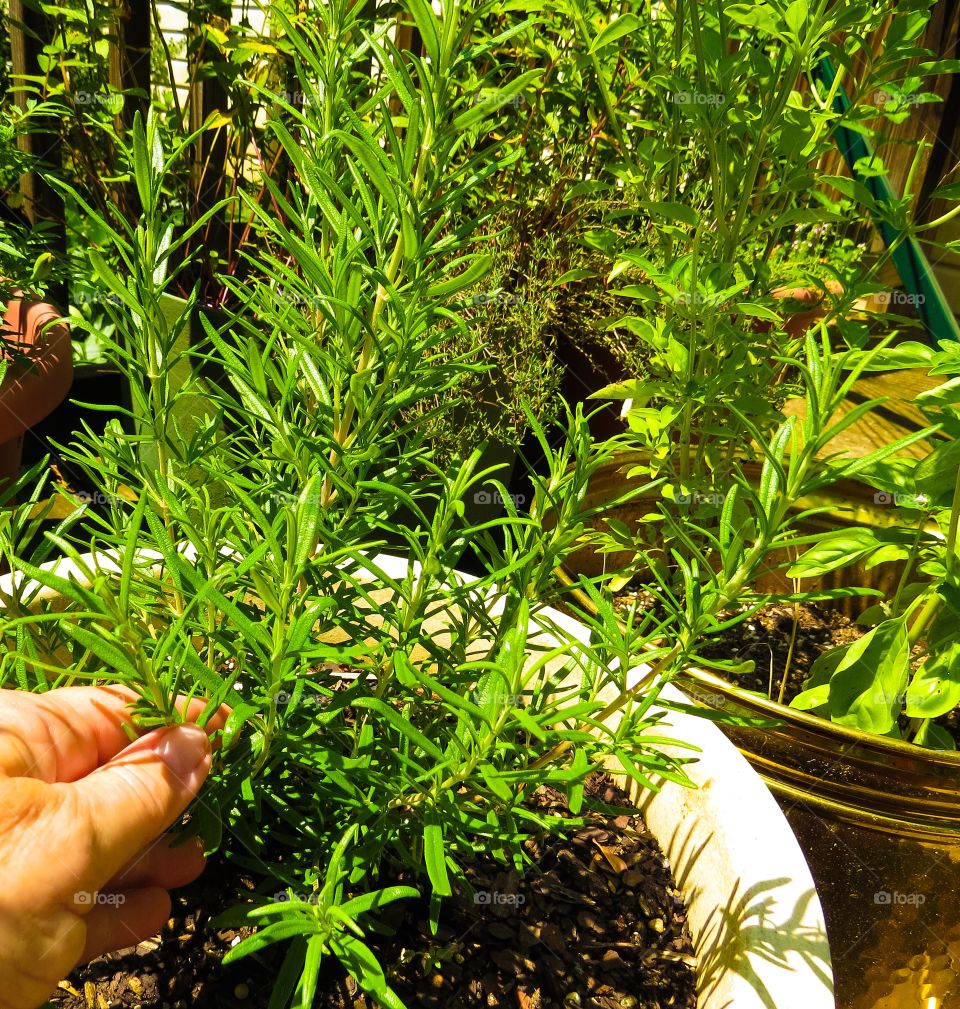 Picking Rosemary
