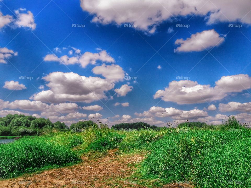 nature flower botany summer spring greens wild clouds sky