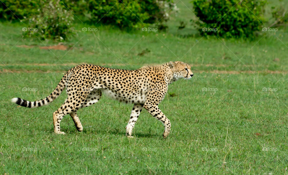 Cheetah (Acinonyx jubatus)_Maasai Mara