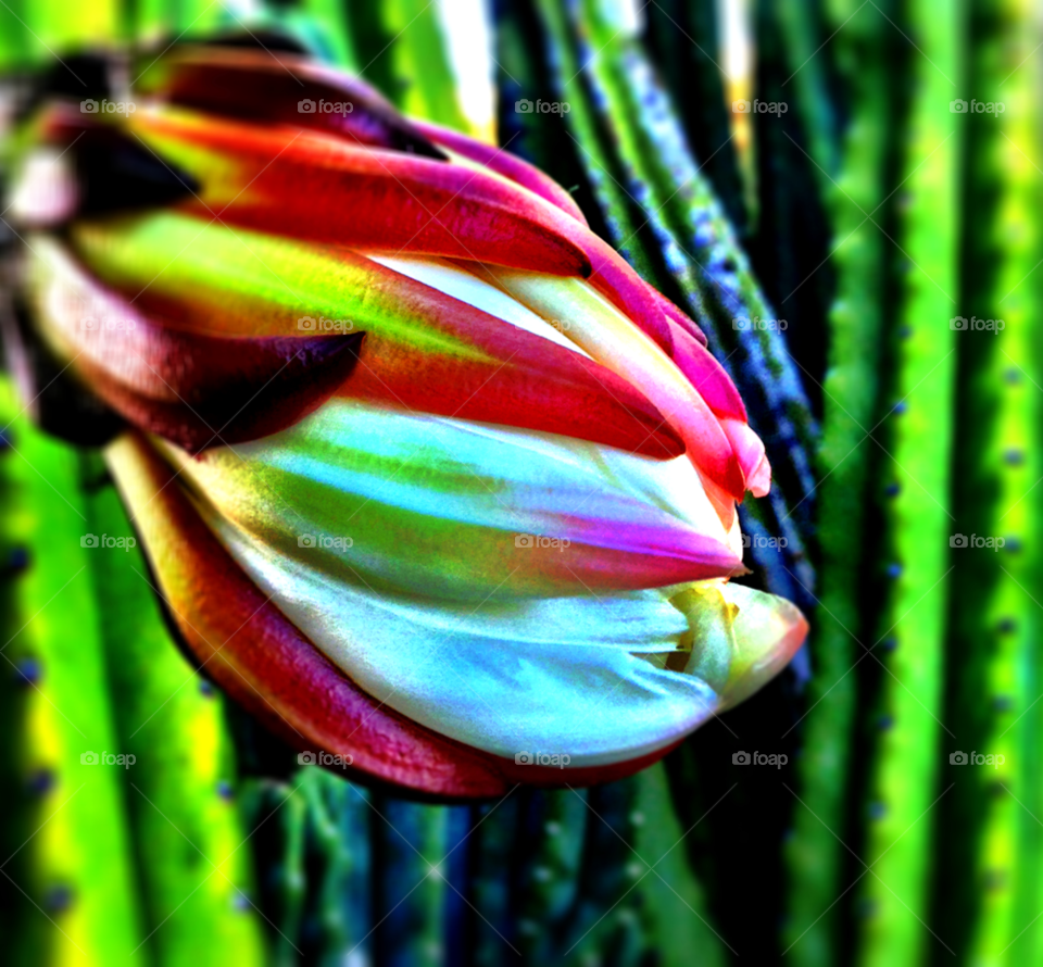 nature flower cactus beauty by probie15