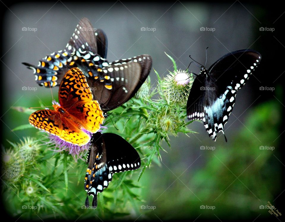 Butterfly, Insect, Wing, Nature, Fly