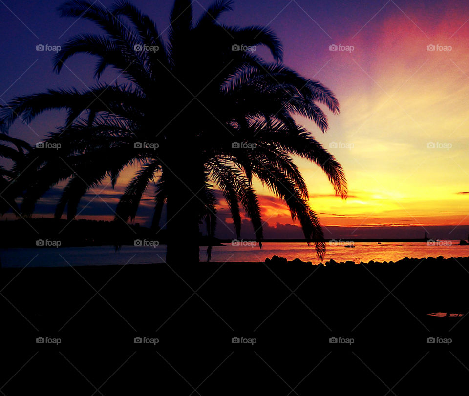 palm tree, sea, beach and amazing sunset