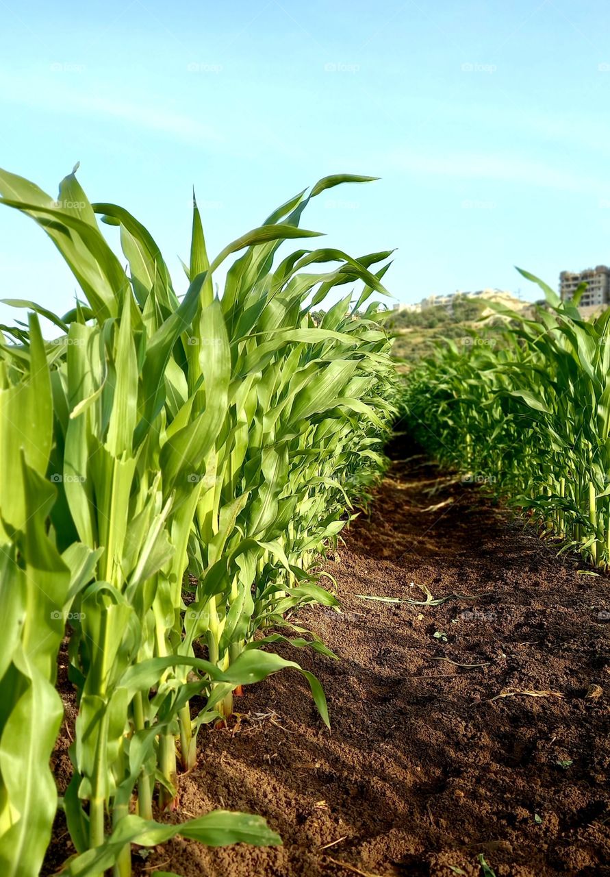 Corn field