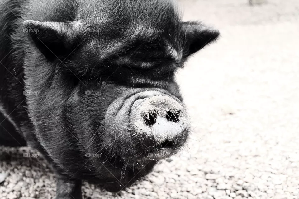Hog