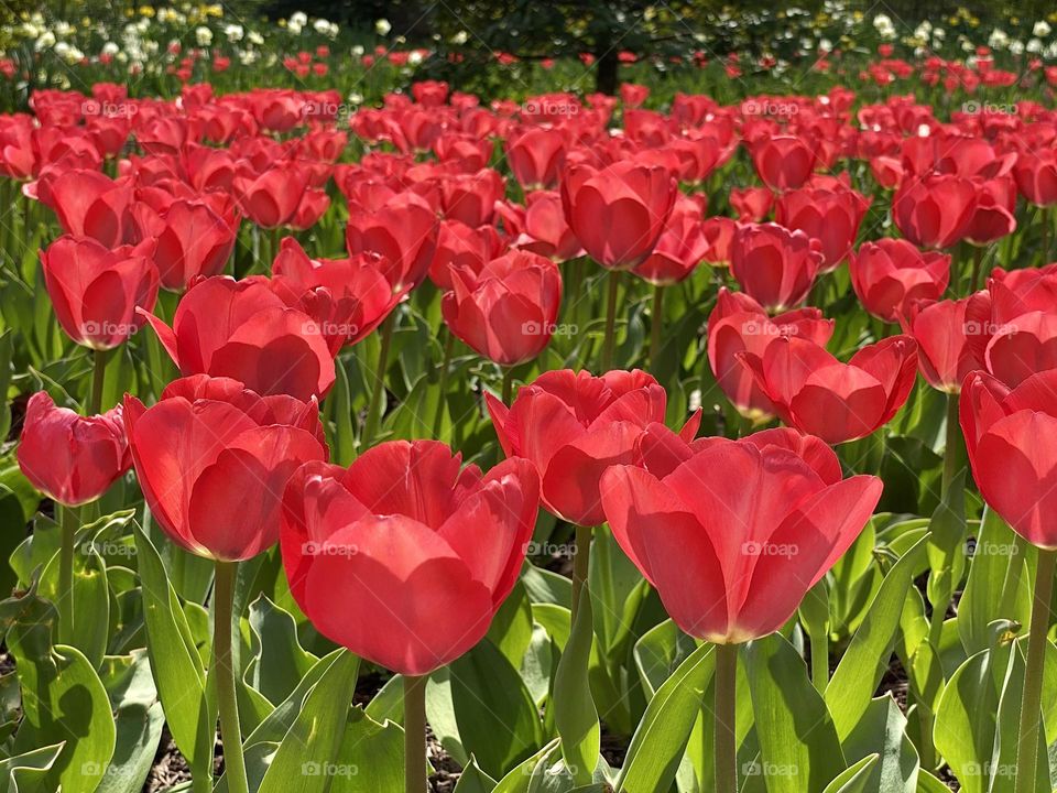 Bright red tulips